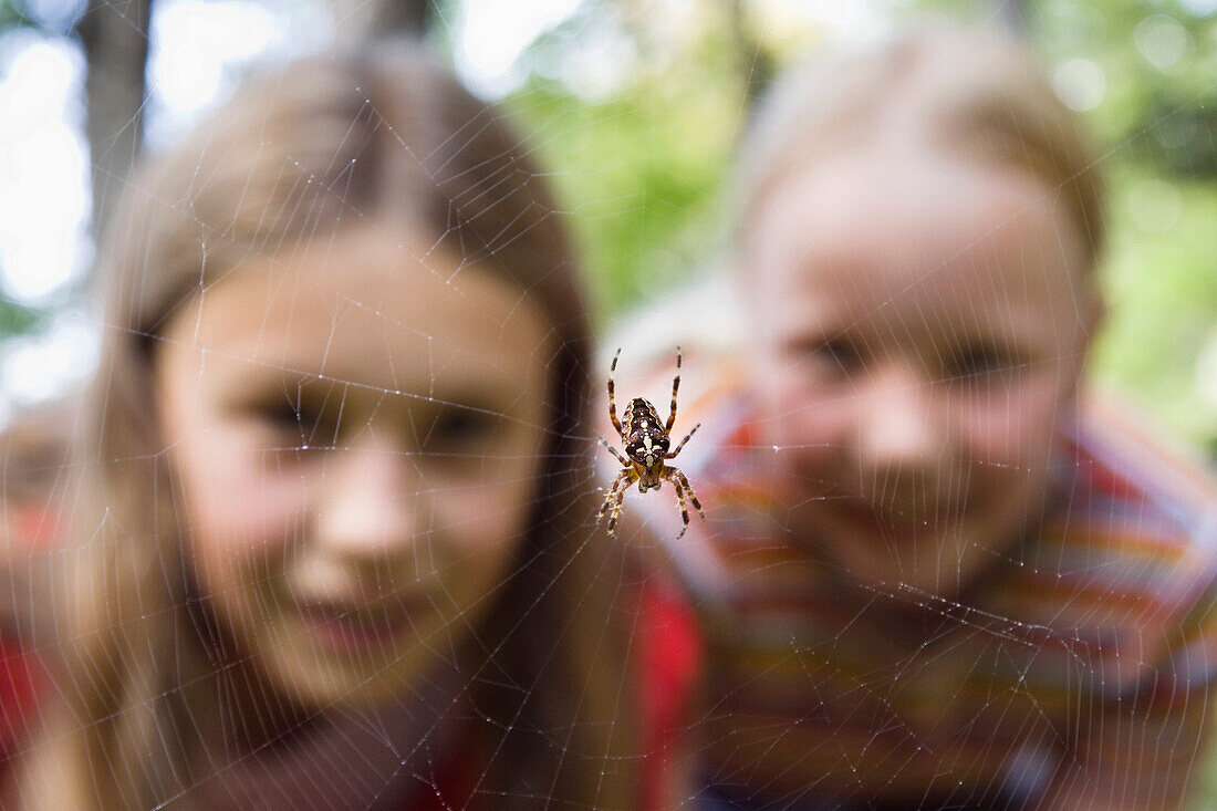 9 year old girls looking at a garden spider in the web, Upper Bavaria, Germany, Europe
