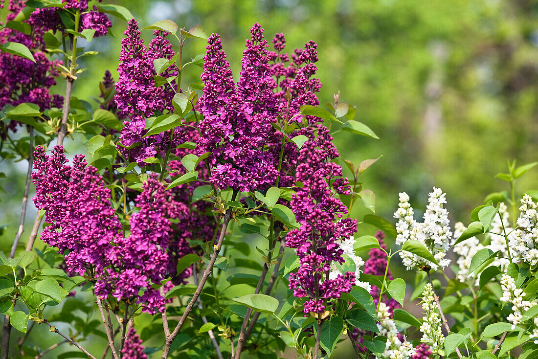 Blooming lilacs, Bavaria, Germany, Europe