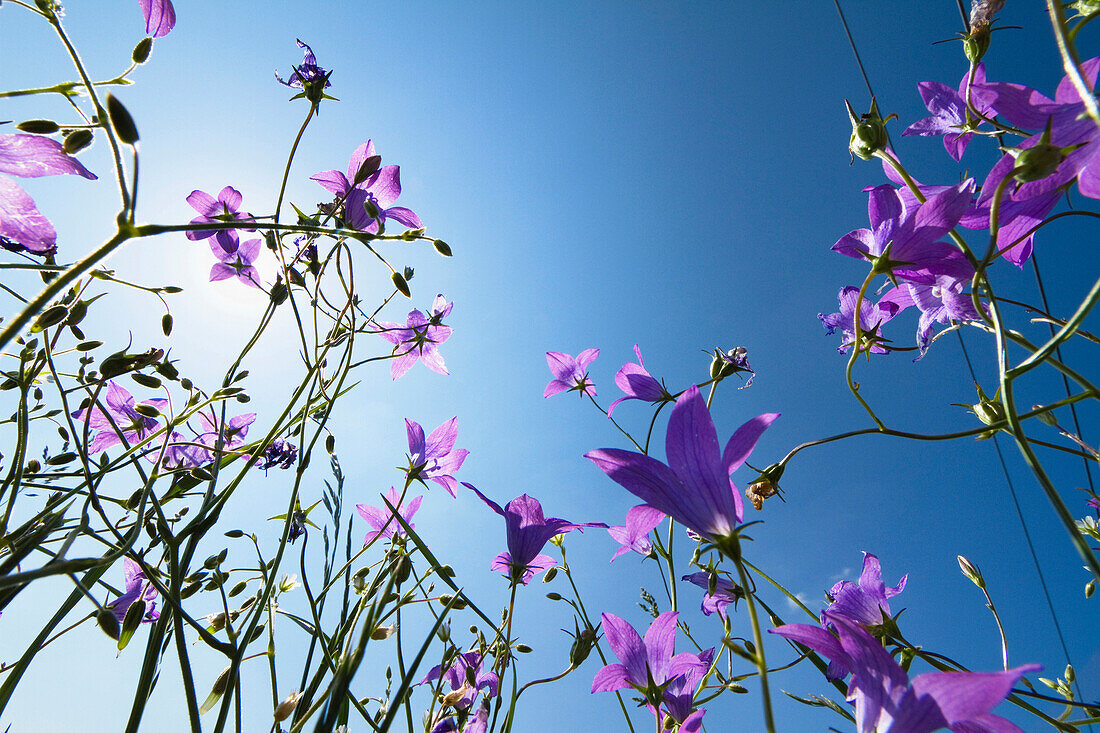 Bellflowers under blue sky, Bavaria, Germany, Europe