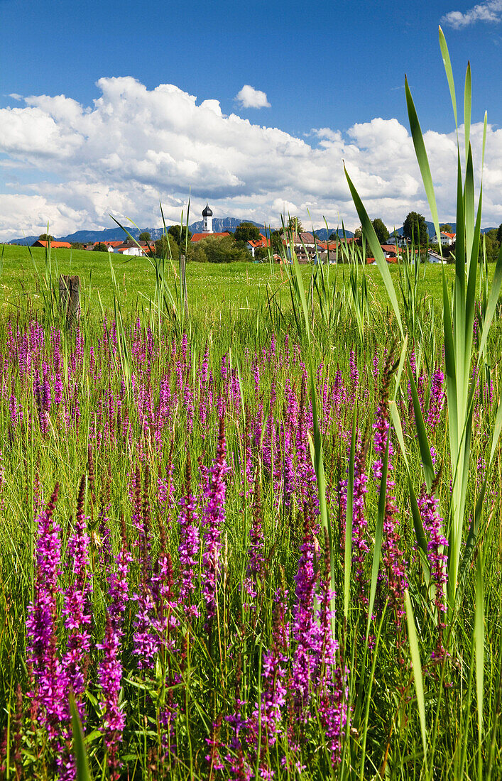 Meadow with purple loosestrife in summer, Iffeldorf, Upper Bavaria, Bavaria, Germany, Europe