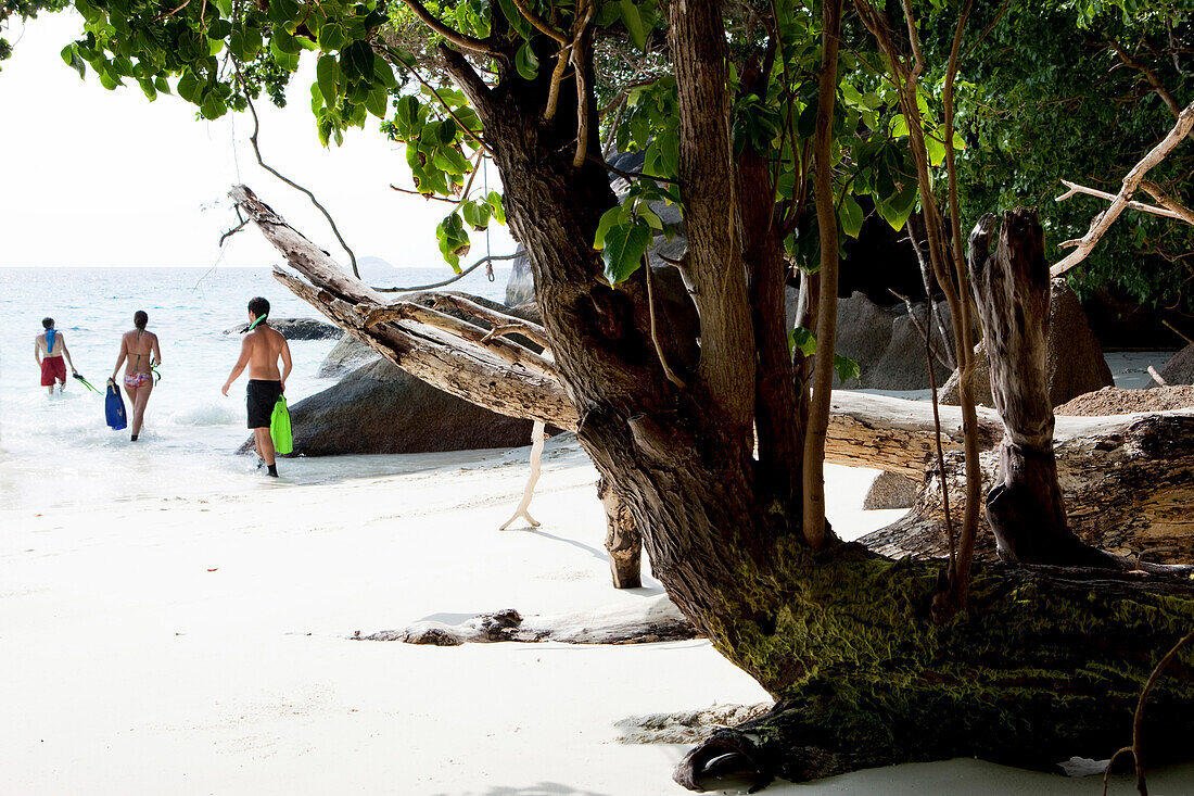 Schnorchel Touristen an tropischen Sandstrand auf dem Weg ins Meer, Similan Inseln, Andamanensee, Thailand