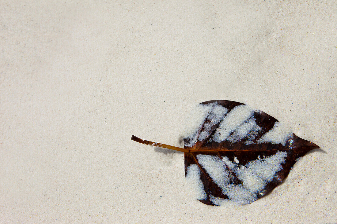 Angespültes Blatt in feinem weissen Sand, Similan Inseln, Andamanensee, Thailand