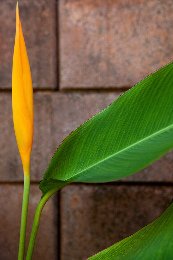 Close up of Bird of Paradise Flower against wall, Khao Lak, Andaman Sea, Thailand