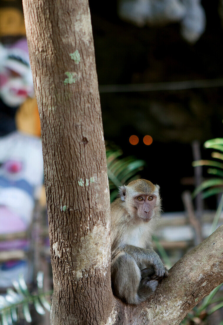 Monkey at the cave temple in Khao Sok National Park Reservoir Lake, Khao Sok National Park, Andaman Sea, Thailand