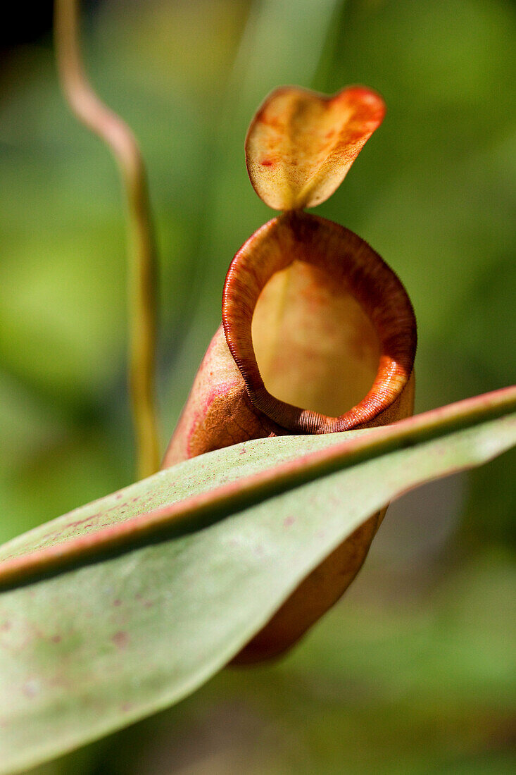 Close up of a carnivorous plant, Khao Sok National Park, Andaman Sea, Thailand