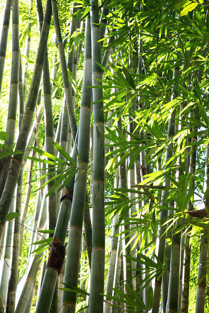 Bamboo forest, Khao Sok National Park, Andaman Sea, Thailand