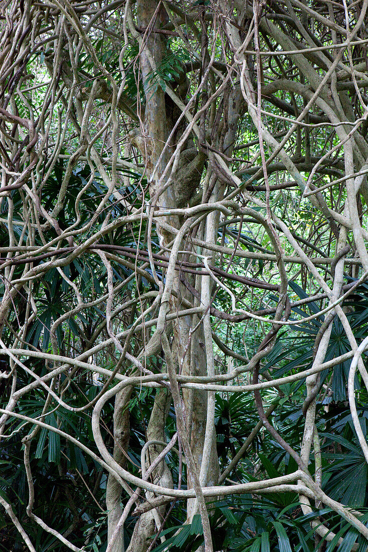Schlingpflanze im Garten des Ökoresorts auf Koh Ra, Koh Ra, Andamanensee, Thailand