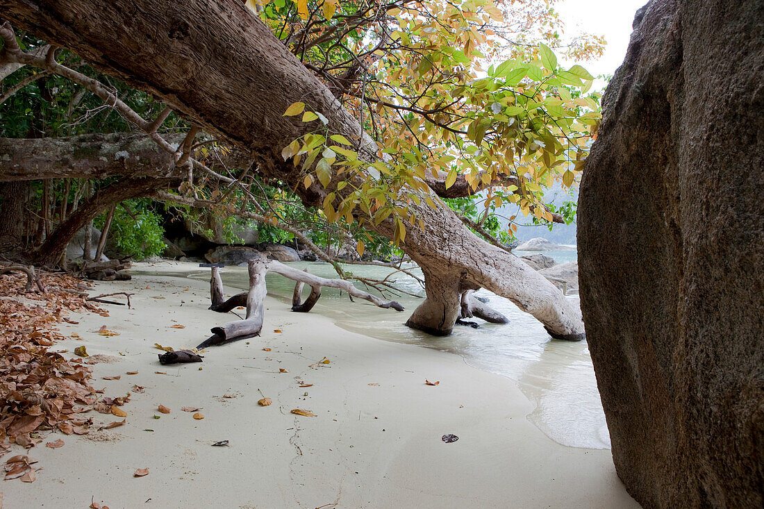 Bäume hängen ins Meer an einem Strand auf Koh Surin, Koh Surin Meeresnationalpark, Andamanensee, Thailand