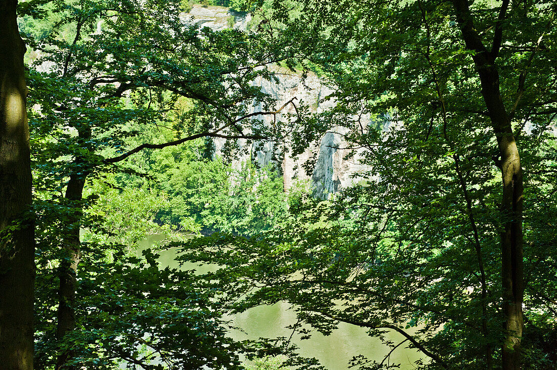 Buchen am Flussufer der Donau, Weltenburg, Bayern, Deutschland, Europa