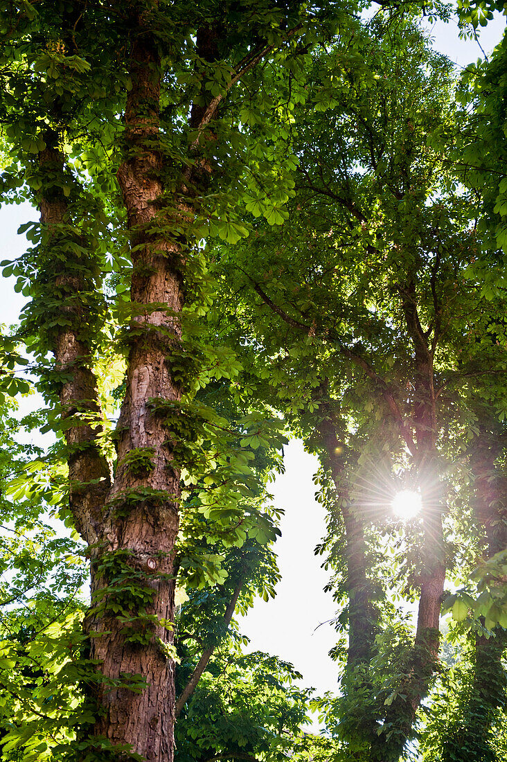 Kastanienbaum im Sonnenlicht, Bayern, Deutschland, Europa