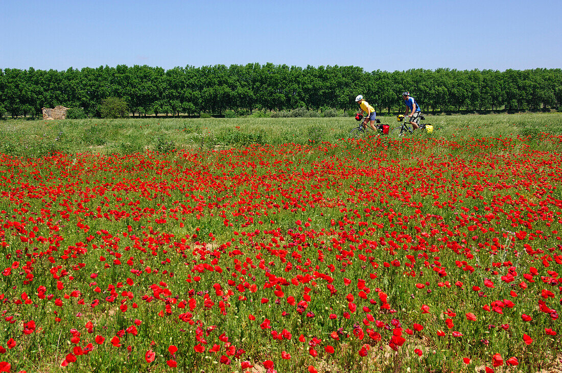 Zwei Radfahrer fahren an einer Mohnblumenwiese vorbei, Canal du Midi, Midi, Frankreich, MR