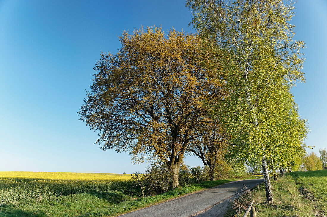 Landscape at Lancken Granitz, Island of Ruegen, Mecklenburg Western Pomerania, Germany