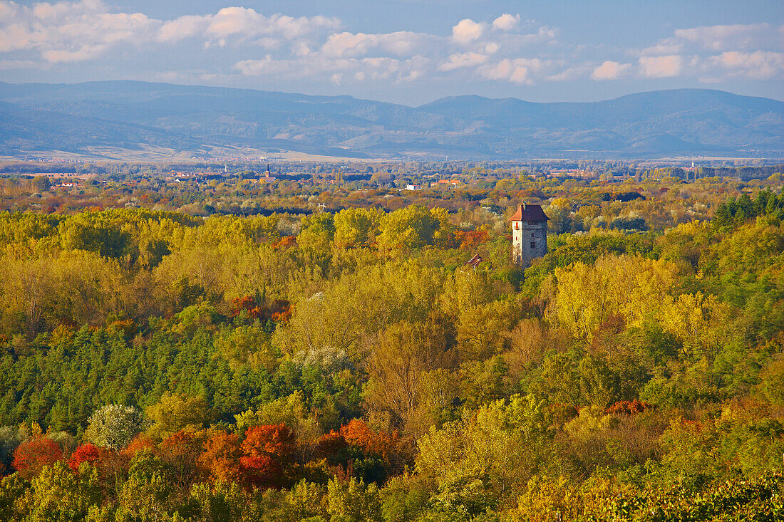 Blick über en Rheinwald auf Burg Sponeck, Vogesen, Kaiserstuhl, Baden-Württemberg, Deutschland, Europa