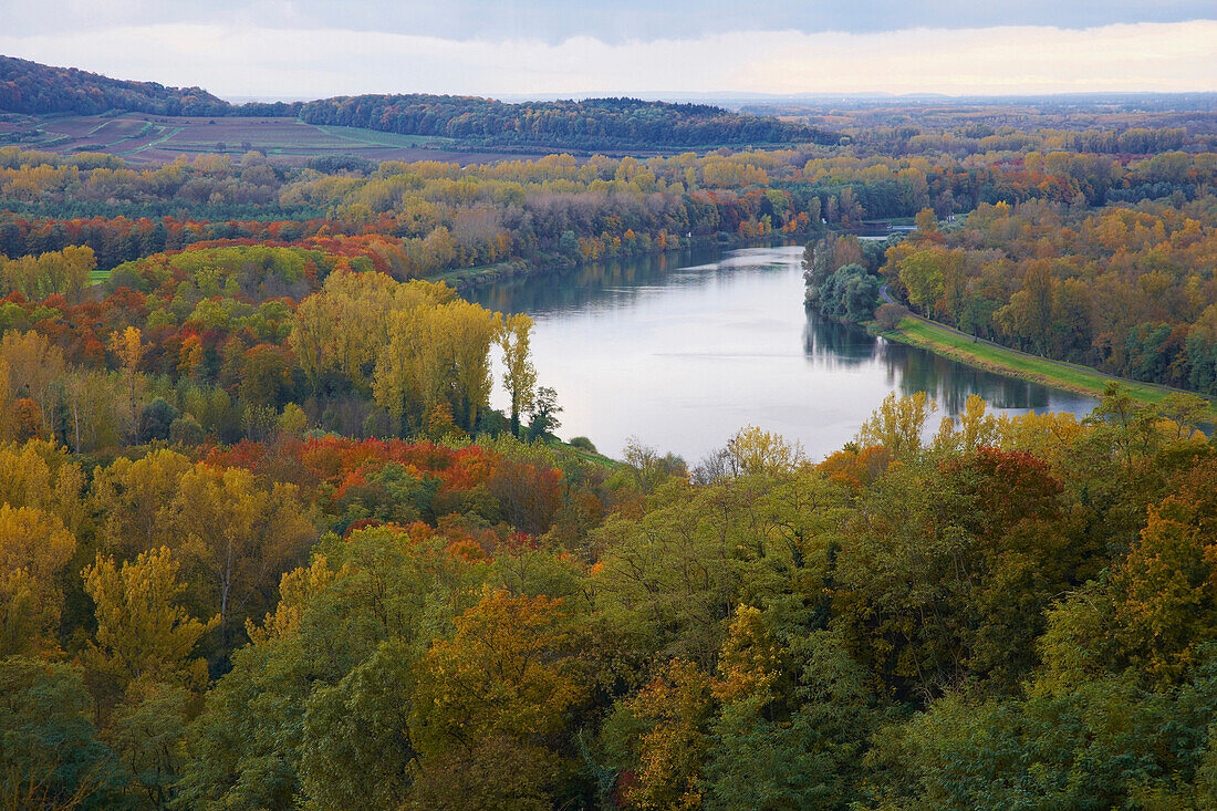 Blick vom Limberg auf auf herbstlichen Rheinwald und Rhein, Kaiserstuhl, Oberrheinische Tiefebene, Baden-Württemberg, Deutschland, Europa