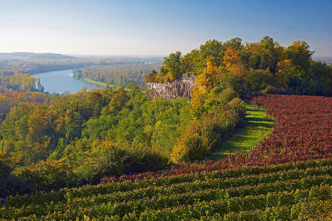 View from the Limberg at forest and river Rhine, Autumnal tint, Kaiserstuhl, Oberrheinische Tiefebene, Baden Wuerttemberg, Germany, Europe