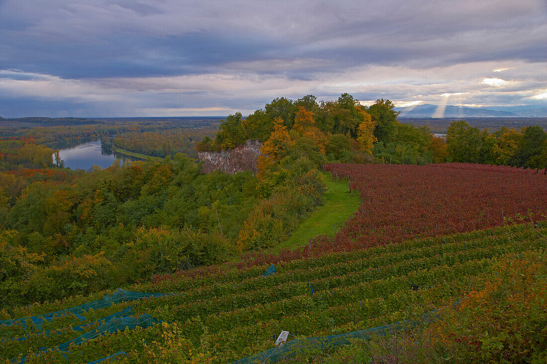 Blick vom Limberg auf auf herbstlichen Rheinwald und Rhein, Kaiserstuhl, Vogesen, Oberrheinische Tiefebene, Baden-Württemberg, Deutschland, Europa