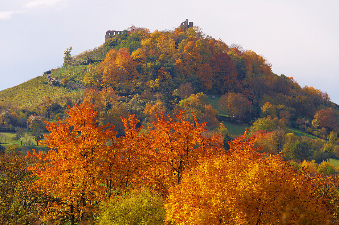 Burg von Staufen, Herbst, Markgräflerland, Südschwarzwald, Schwarzwald, Baden-Württemberg, Deutschland, Europa