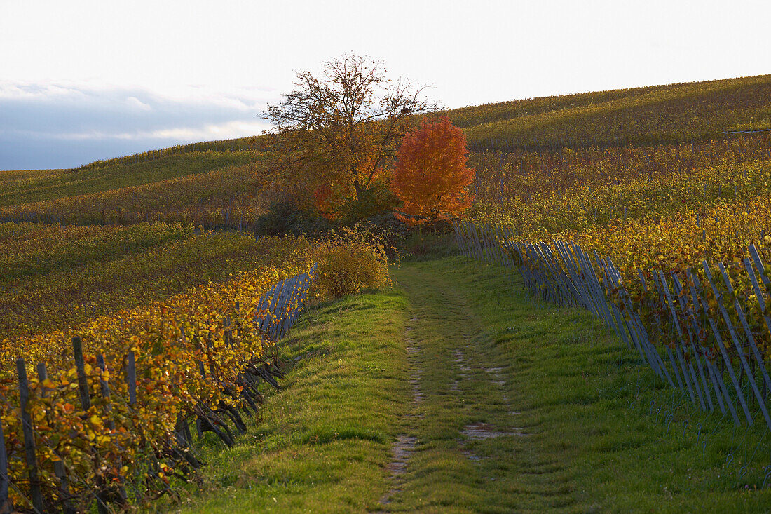 Blick vom Batzenberg auf Weinberge bei Kirchhofen, Herbst, Breisgau, Südschwarzwald, Schwarzwald, Baden-Württemberg, Deutschland, Europa