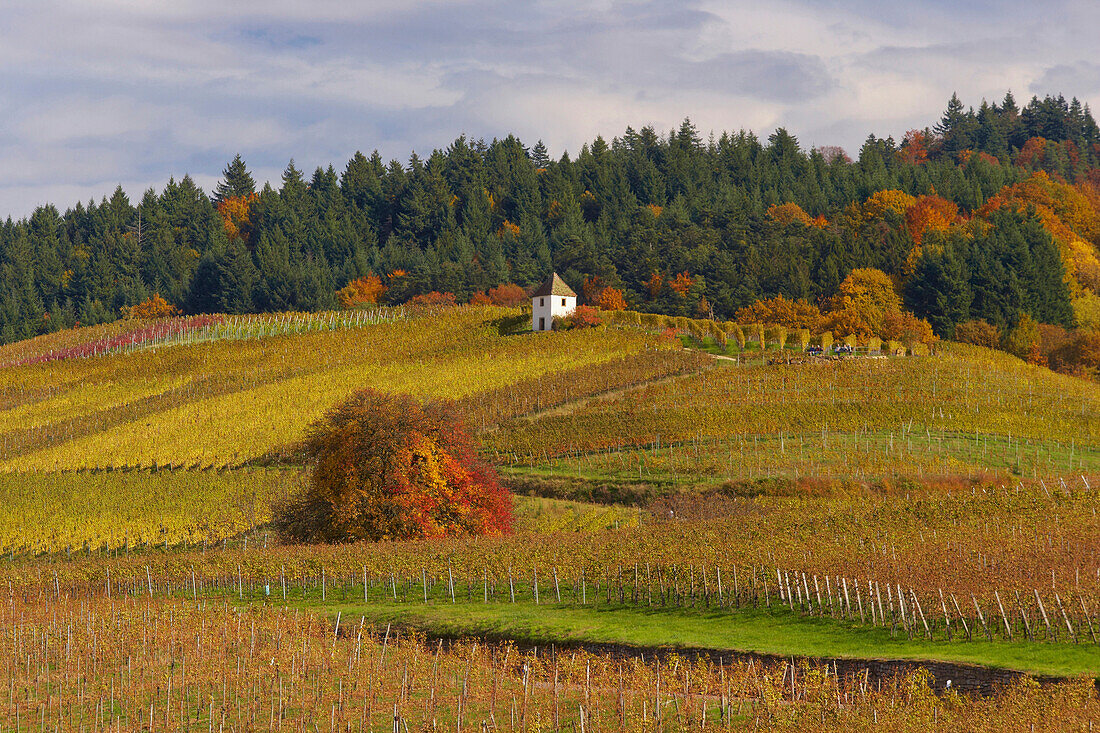 Vineyards near Laufen, Autumn, Markgraflerland, Southern part of the Black Forest, Black Forest, Baden Wuerttemberg, Germany, Europe