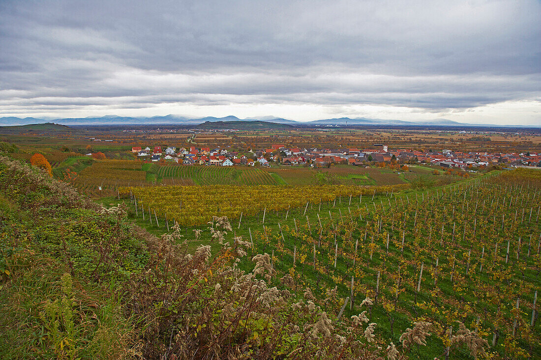 Herbst bei Königschaffhausen, Herbst, Kaiserstuhl, Vogesen, Baden-Württemberg, Deutschland, Europa