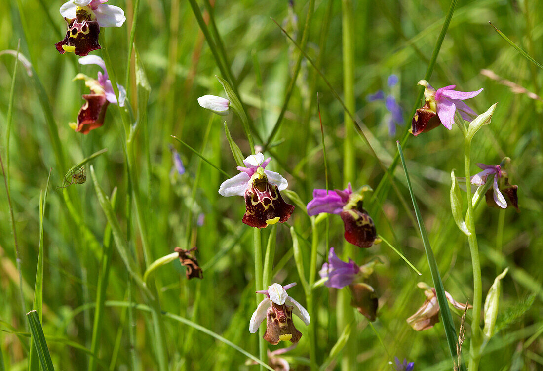 Wildflower meadow near Rust in the Taubergießen, Spring, Breisgau, Ortenau, Baden Wuerttemberg, Germany, Europe