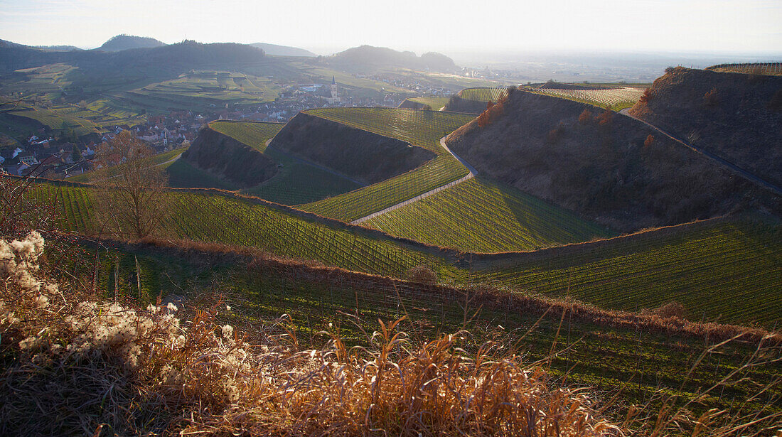 View over vineyards at Oberrotweil, late autumn, Kaiserstuhl, Baden Wuerttemberg, Germany, Europe