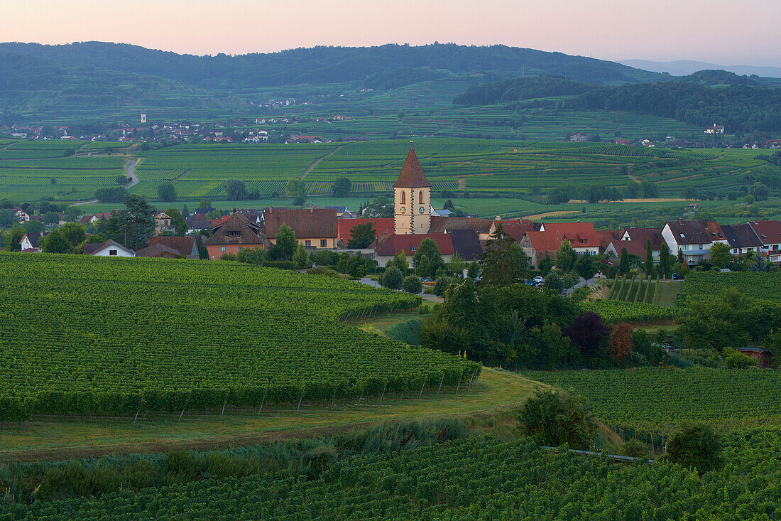 View over vineyards from Burkheim at Oberrotweil, Summer, Kaiserstuhl, Baden Wuerttemberg, Germany, Europe