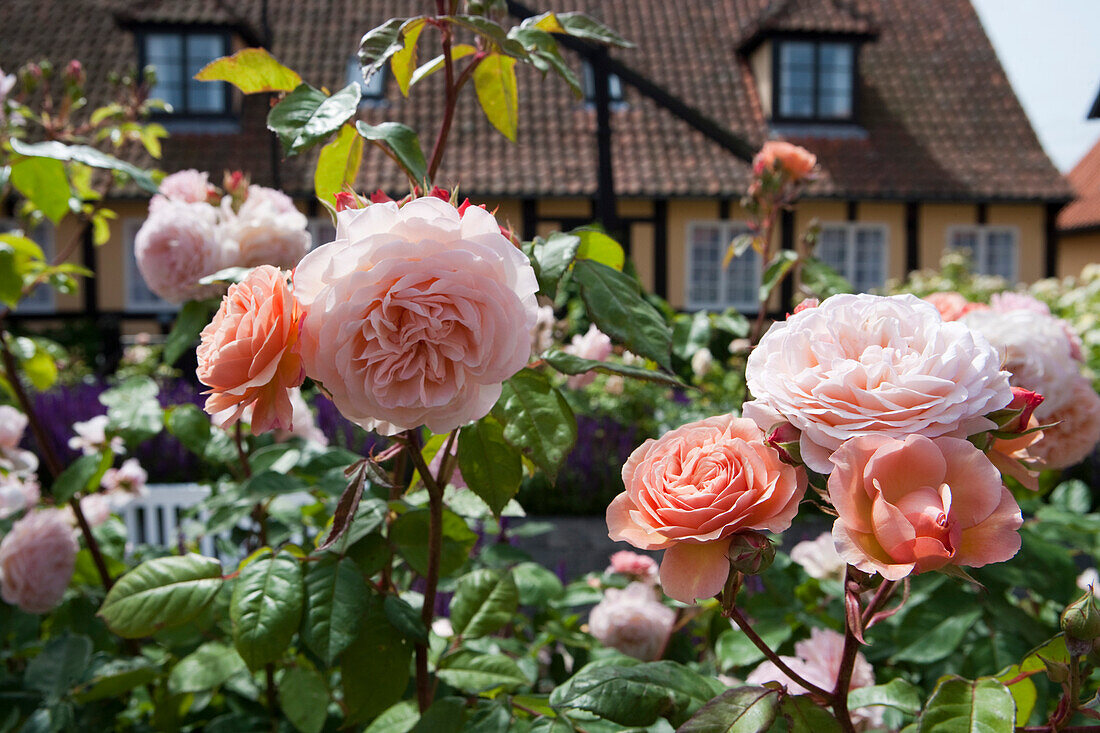 Roses in the gardens of Hotel Siemsens Gaard, Svaneke, Bornholm, Denmark