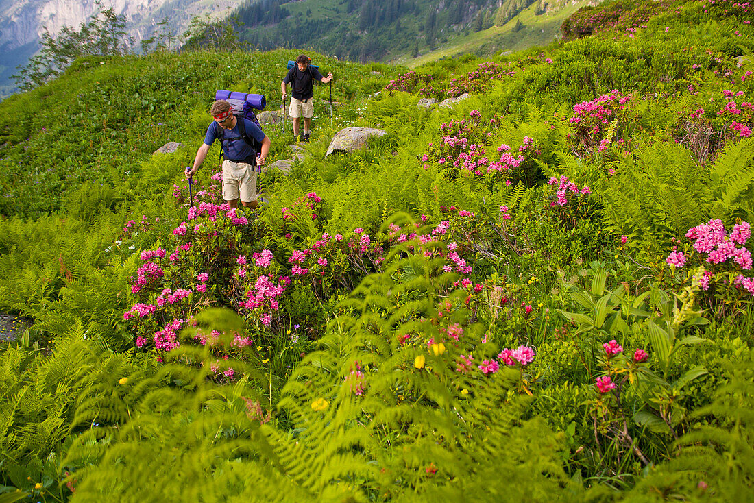 Two hikers passing blooming alp, Breitlauenen, Lauterbrunnen Valley, Canton of Bern, Switzerland