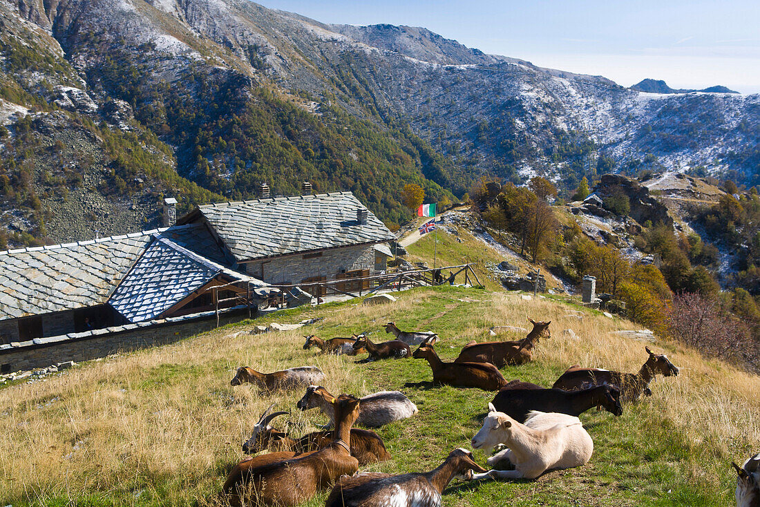 Ziegen auf einer Wiese, Rifugio Agrituristico Salvin, Monastero di Lanzo, Piemont, Italien