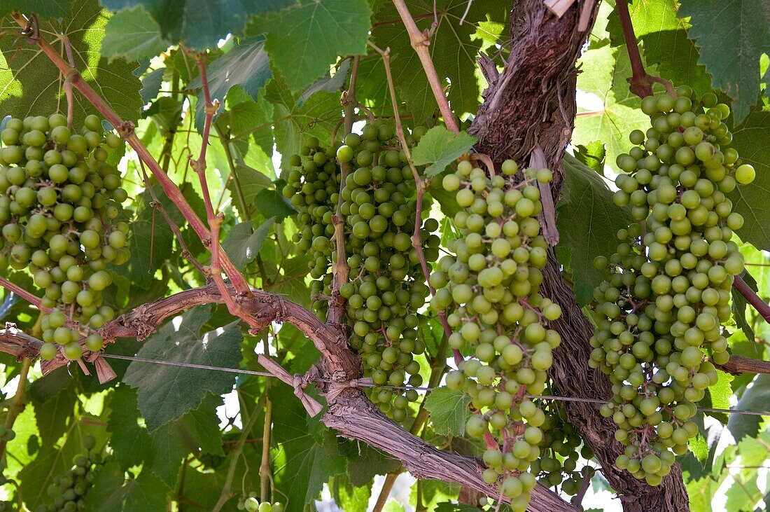 Peru Ica department grapes on a vine Quebranta grape variety