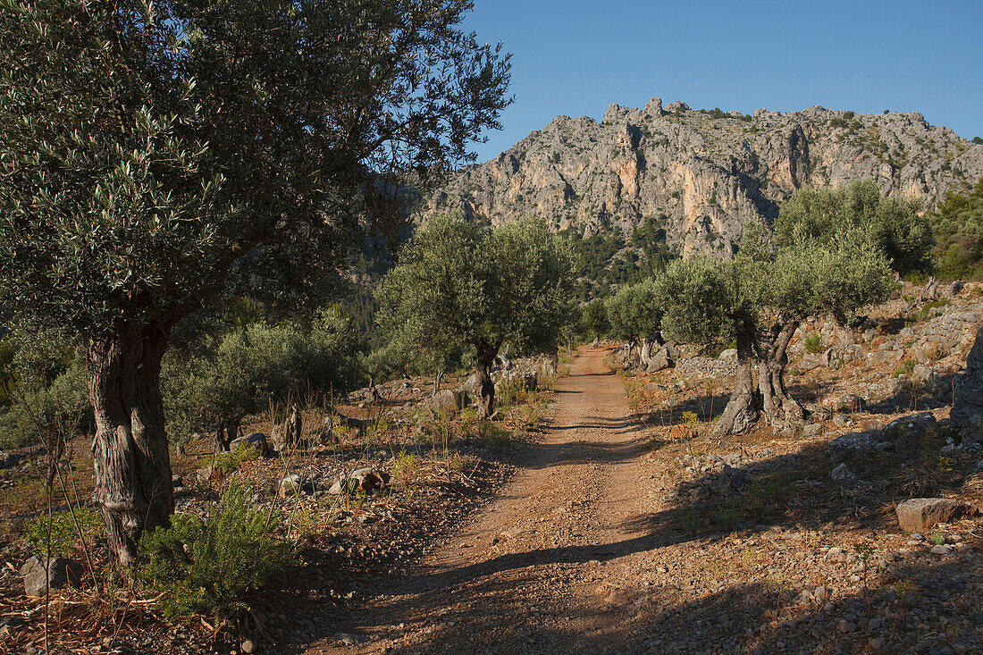 Olive trees on the road to Finca Balitx d´Avall, Tramuntana mountains, Mallorca, Balearic Islands, Spain, Europe