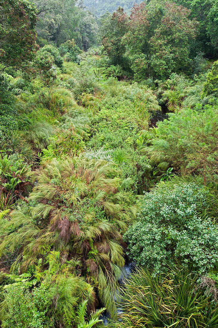 Blick auf Urwald, George Seven Pass, Wilderness, Garden Route, Südafrika, Afrika