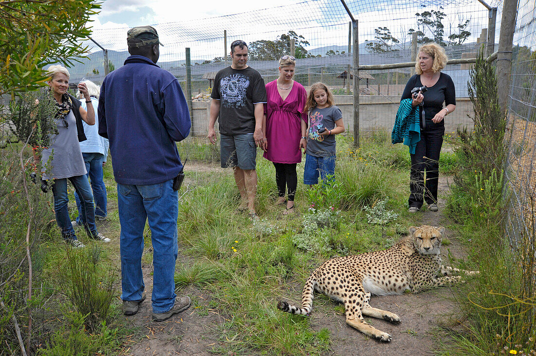Menschen betrachten einen Geparden aus der Nähe, Tenikwa, Garden Route, Südafrika, Afrika