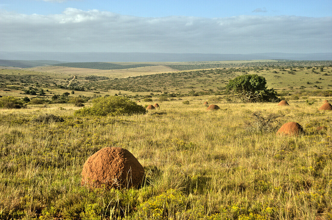 Landscape at Addo Elephant National Park, Eastern Cape, South Africa
