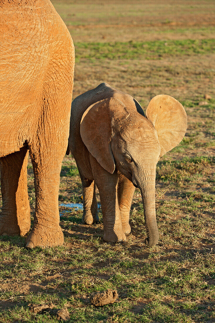 Elephant with cub, Addo Elephant National Park, Eastern Cape, South Africa
