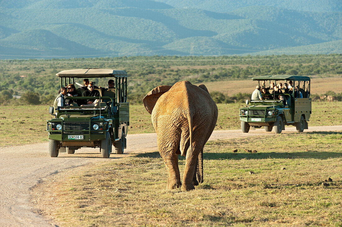 Tourists inside of road vehicles at Addo Elephant National Park, Eastern Cape, South Africa