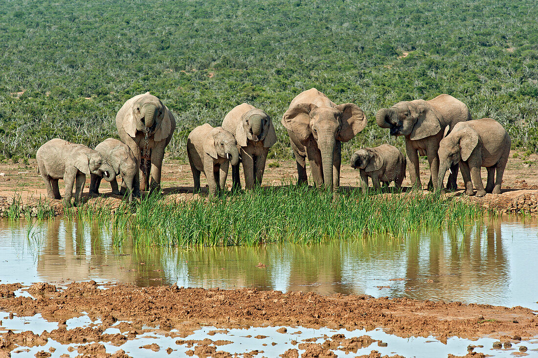 Elefantenherde am Wasserloch, Addo Elefanten Nationalpark, Ostkap, Südafrika, Afrika