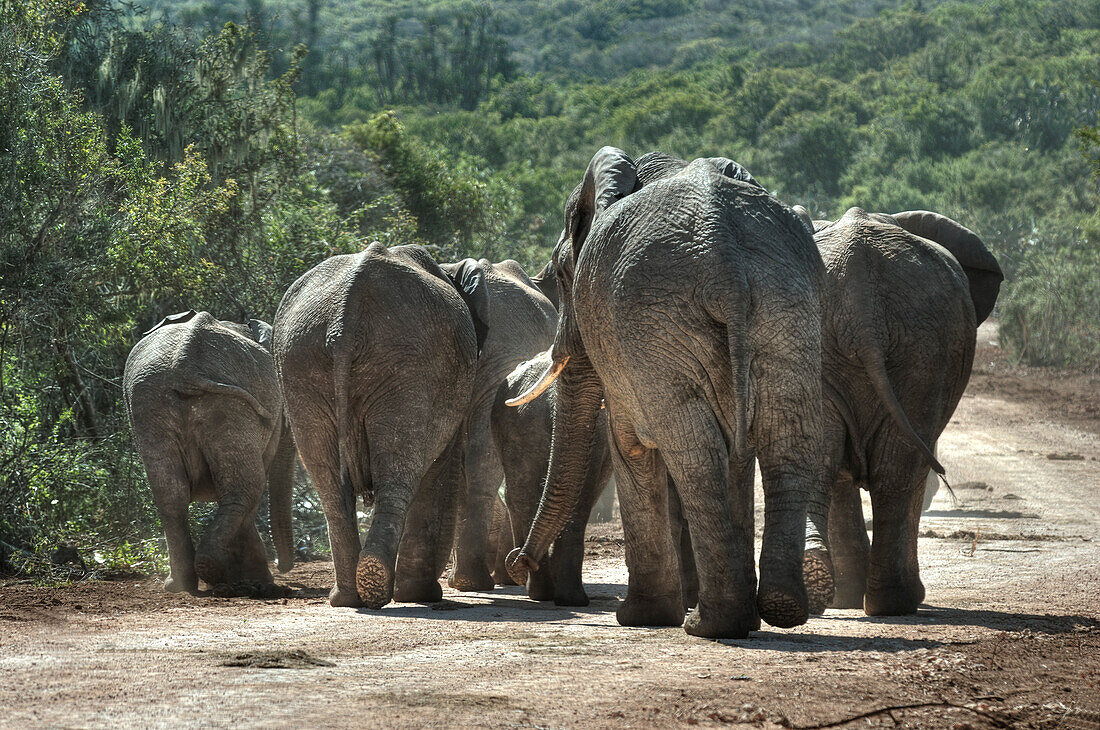 Elefantengruppe unterwegs auf der Strasse, Addo Elefanten Nationalpark, Ostkap, Südafrika, Afrika