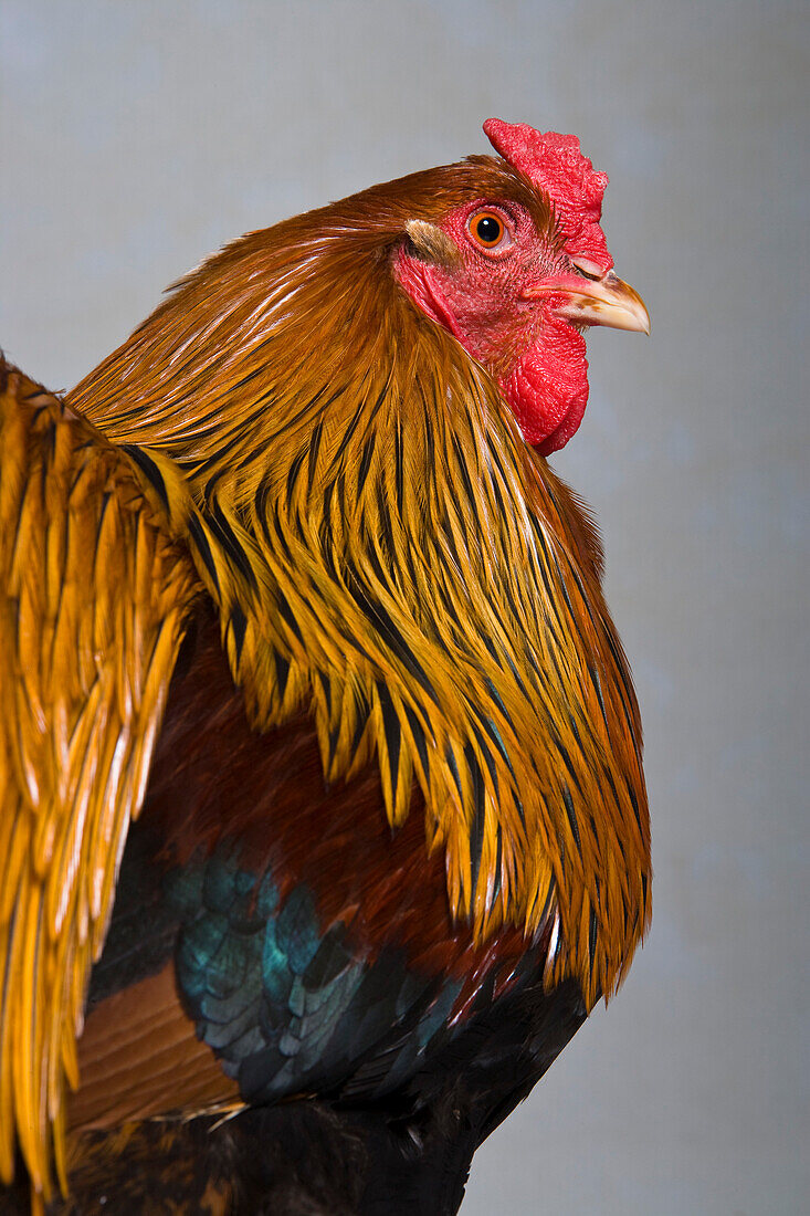 Coq