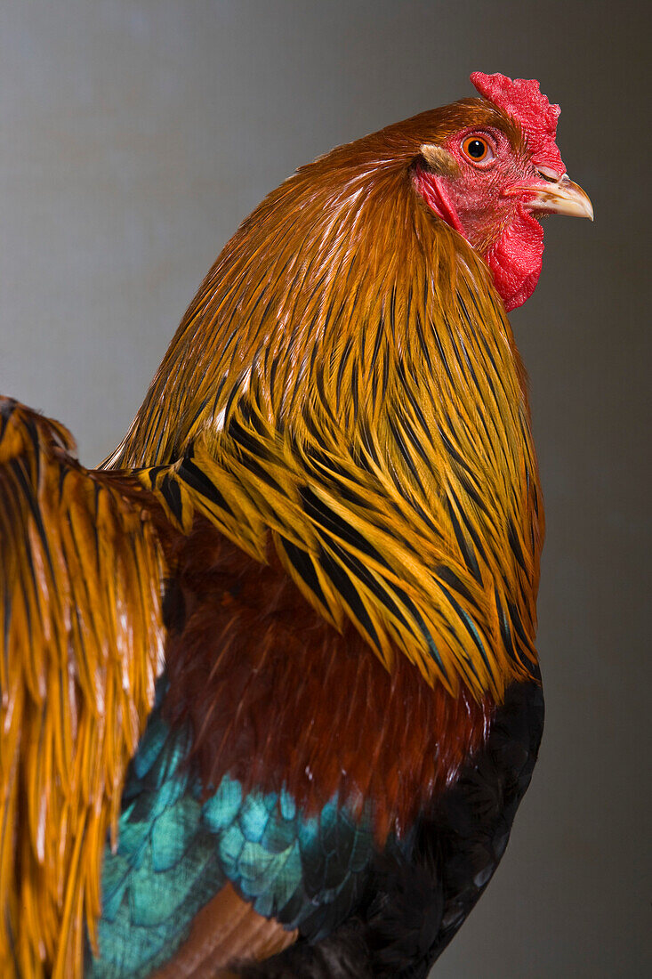 Coq