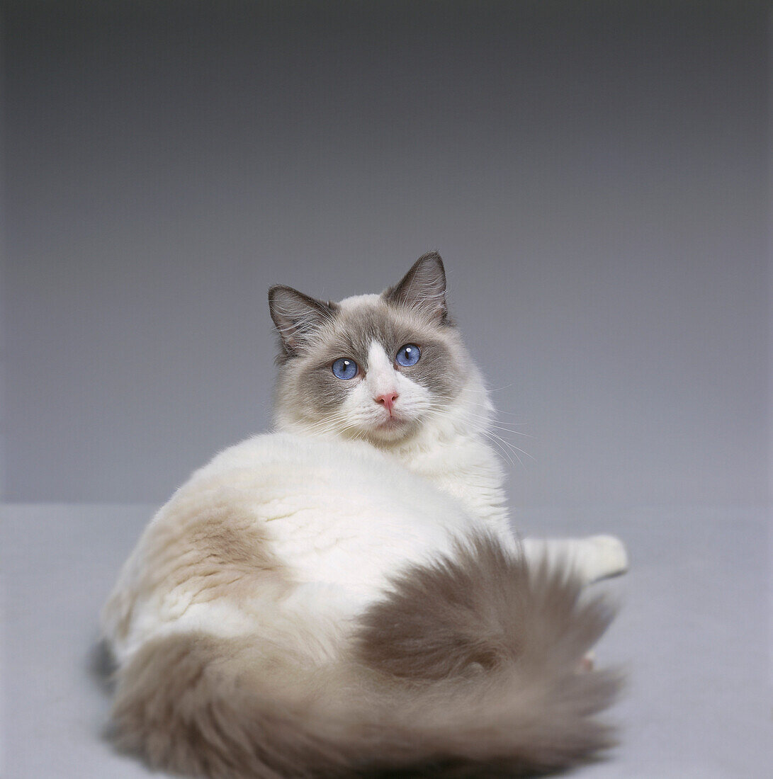 Ragdoll