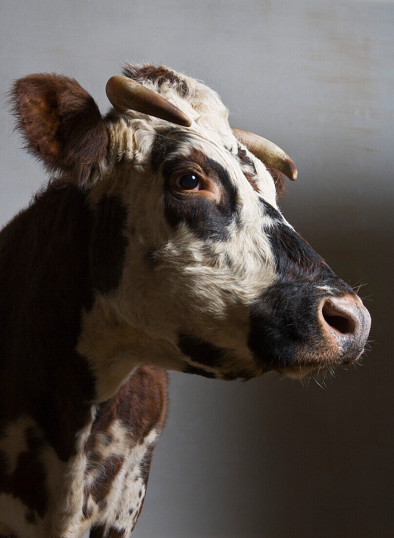 Vache normande