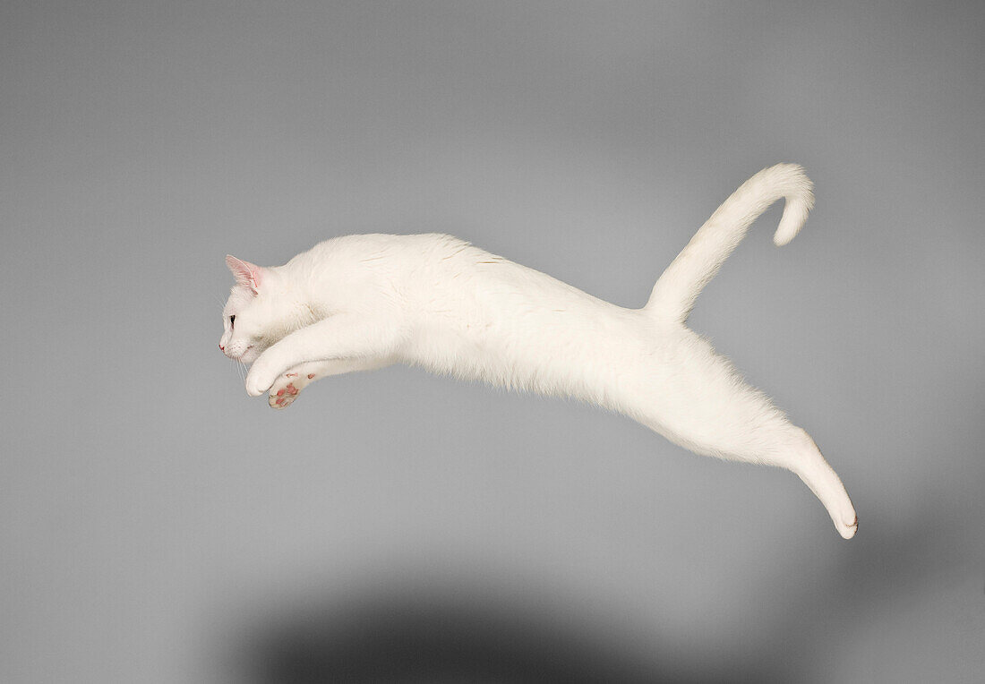 Weiße europäische Katze