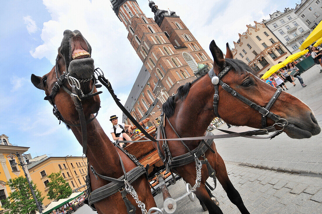 Kutschpferde am Hauptmarkt mit Tuchhallen und Marienkirche, Krakau, Polen, Europa