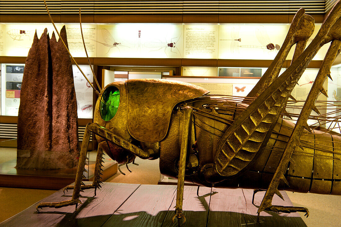Senckenberg-Museum, Skulptur einer Heuschrecke im Insektensaal (2. Etage). Ein Werk von Hermann Schäfer, Frankfurt am Main, Hessen, Deutschland, Europa