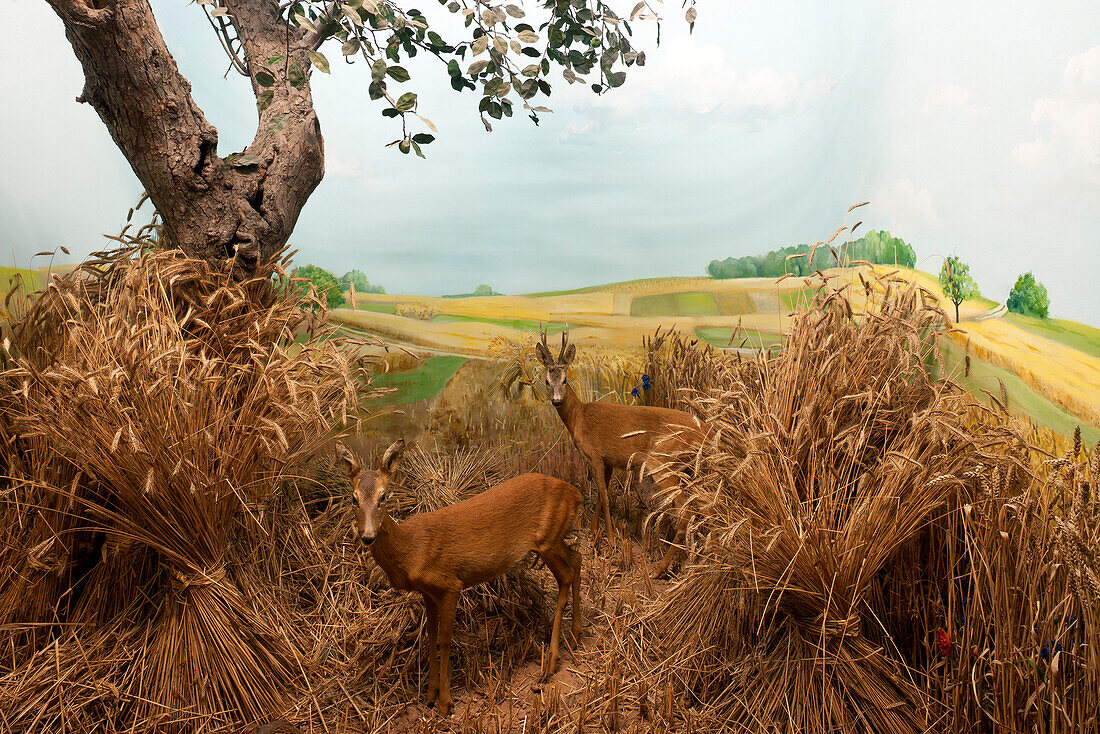 Senckenberg-Museum, Diorama with buck and doe, Capreolus capreolus, typical habitat, Frankfurt am Main, Hesse, Germany, Europe