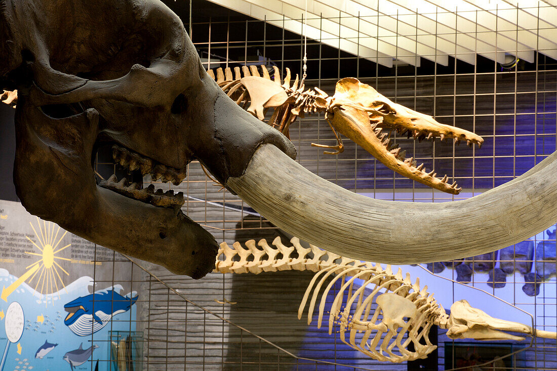 Senckenberg-Museum, Blick in den Saal mit Walen und Elefanten. Gezeigt wird die Stammesgeschichte der Großsäuger. Im Vordergrund die gewaltigen Stoßzähne des 10.000 Jahre alten Amerikanischen Urelefanten (Mammut americanus). Dahinter der Urwal (Dorudon at