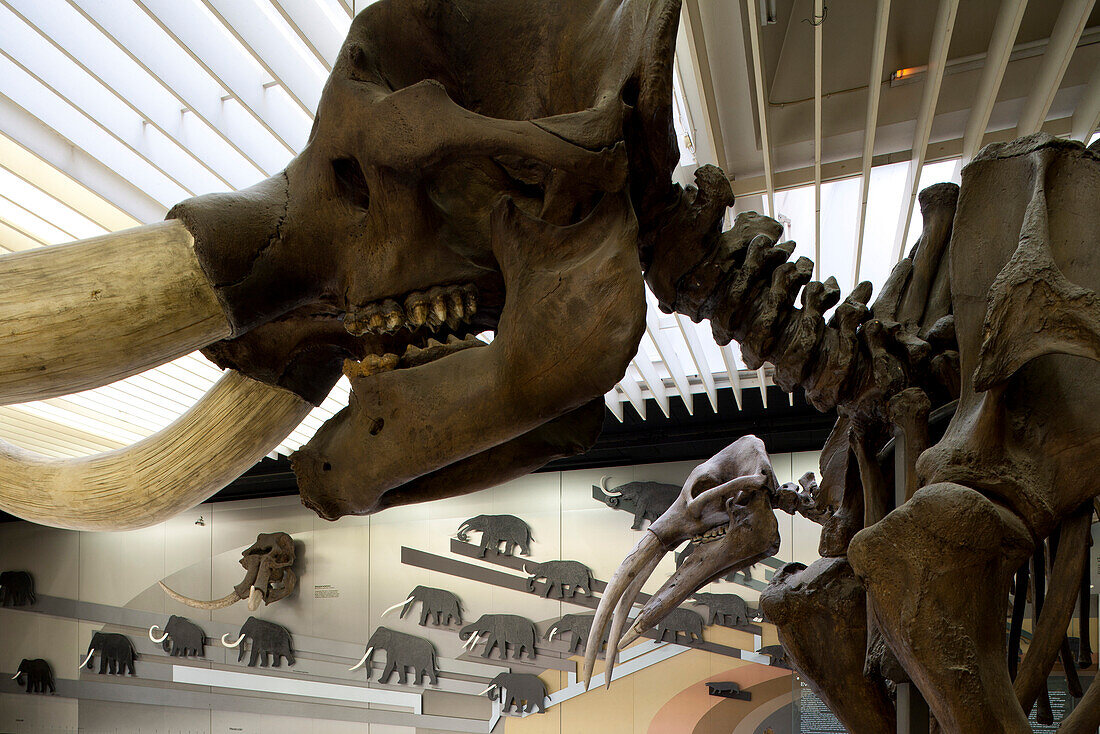 Senckenberg-Museum, Blick in den Saal mit den Walen und Elefanten. Hier wird die Entwicklungsgeschichte der beiden Großsäugerordnungen gezeigt. Blick auf die Stammesgeschichte der Elefanten. Im Vordergrund der Amerikanische Urelefant (Mammut americanus), 