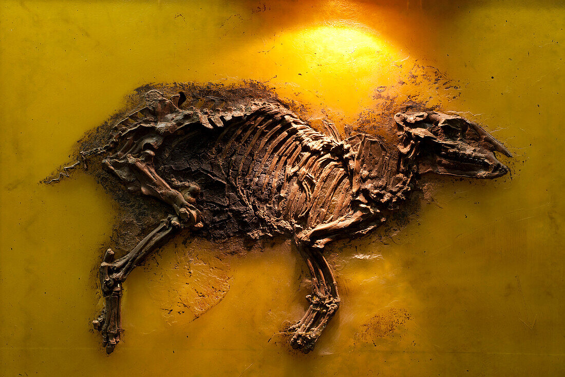 Senckenberg-Museum, prehistoric horse, Propalaeotherium, Frankfurt am Main, Hesse, Germany, Europe